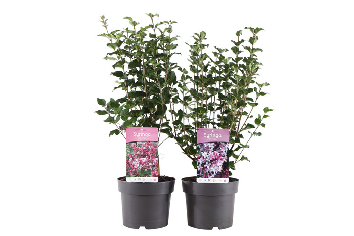 Syren i 19 cm potte